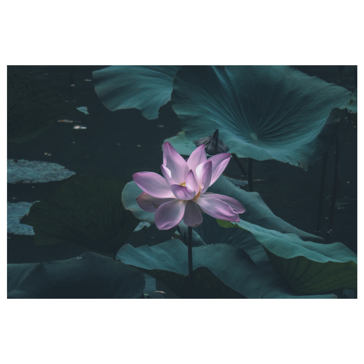 تابلو شاسی طرح گل کد 1001