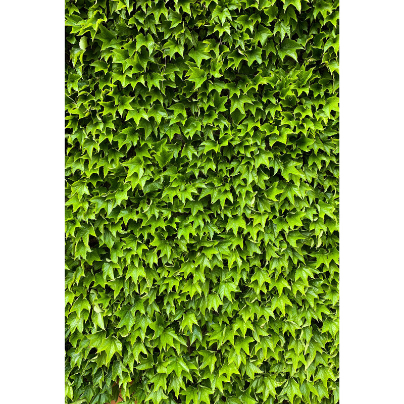 تابلو شاسی طرح برگ درخت پیچک مدل T1793 | دنیای قاب