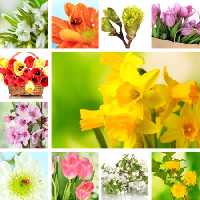 خرید و دانلود عکس Flower-Part-5 کد 18062 | پیک فاکس | Pic Fox