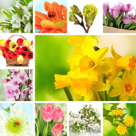 خرید و دانلود عکس Flower-Part-5 کد 18062 | پیک فاکس | Pic Fox