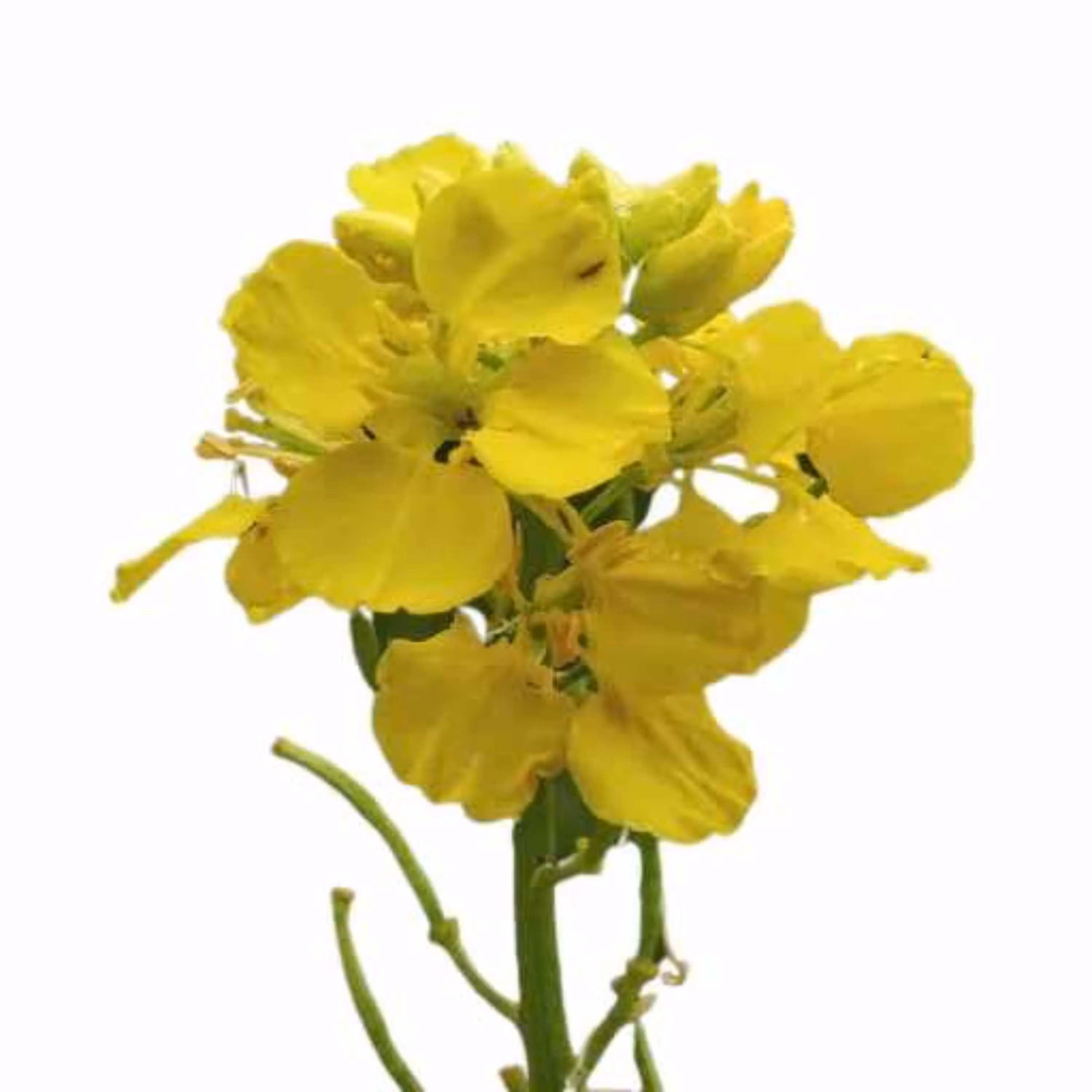 بذر خردل زراعی 5 گرمی