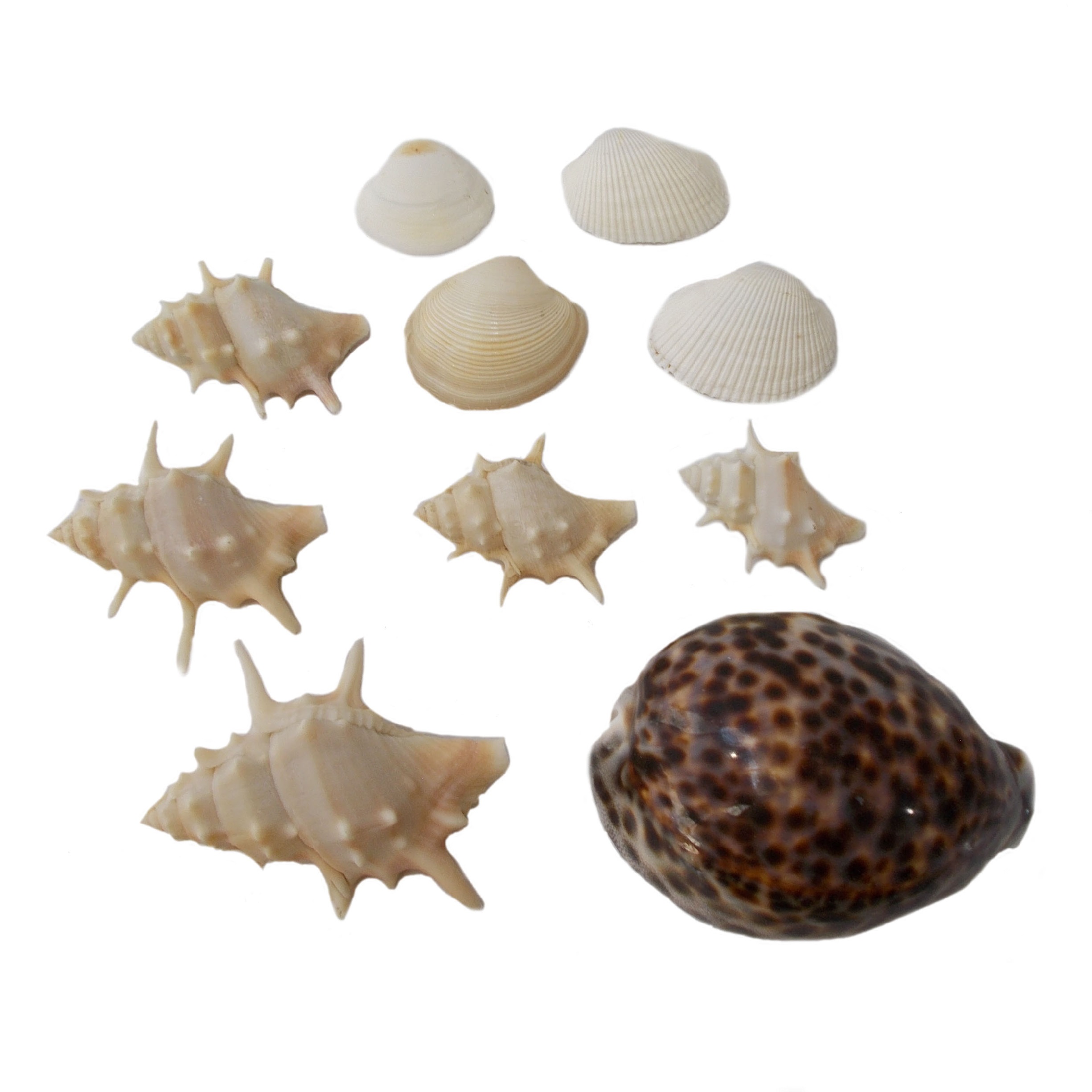  صدف تزئینی کد RS10 مجموعه 10 عددی