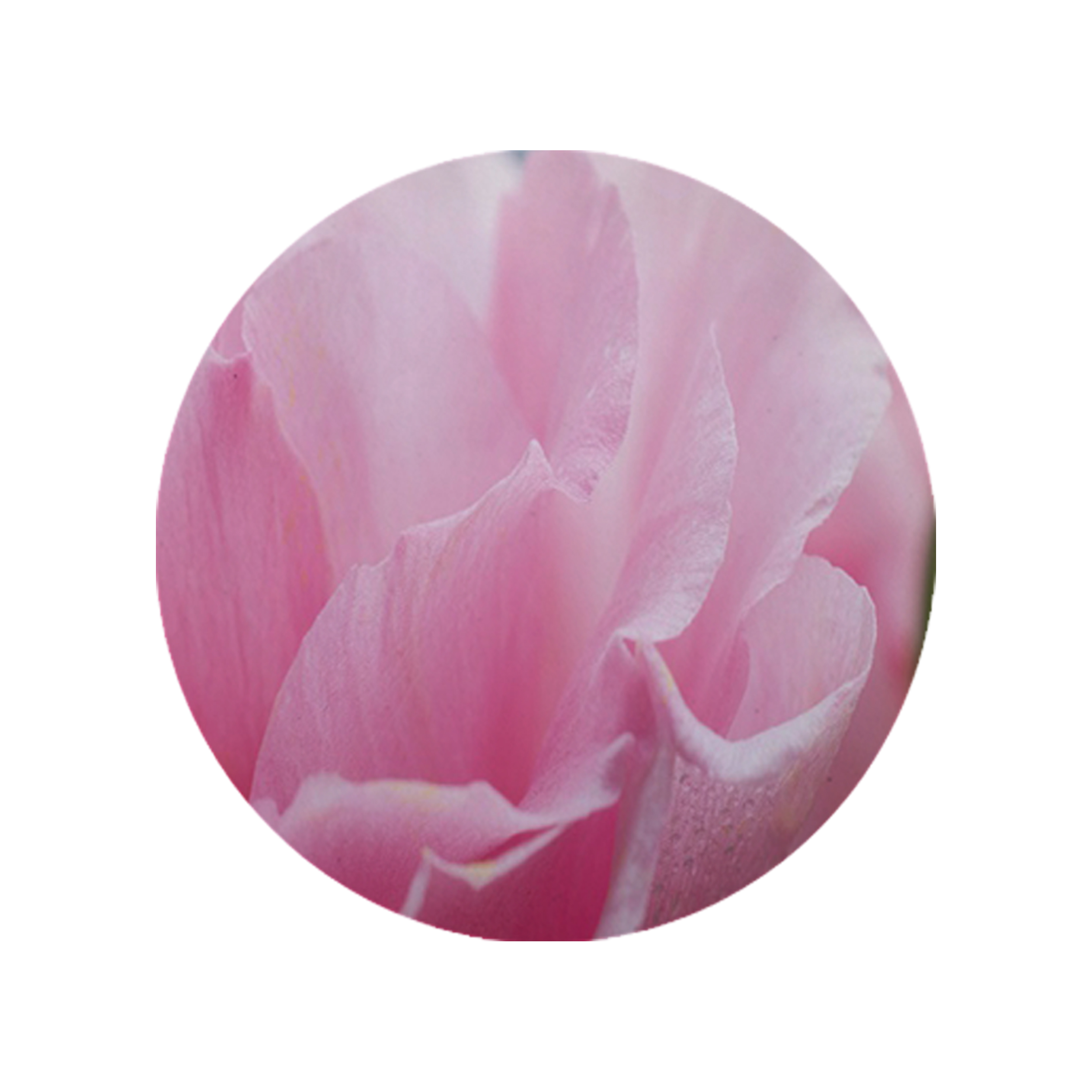 زیرقابلمه ای طرح گل کد 8100