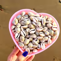 صدف سپیرا( بسته ای)