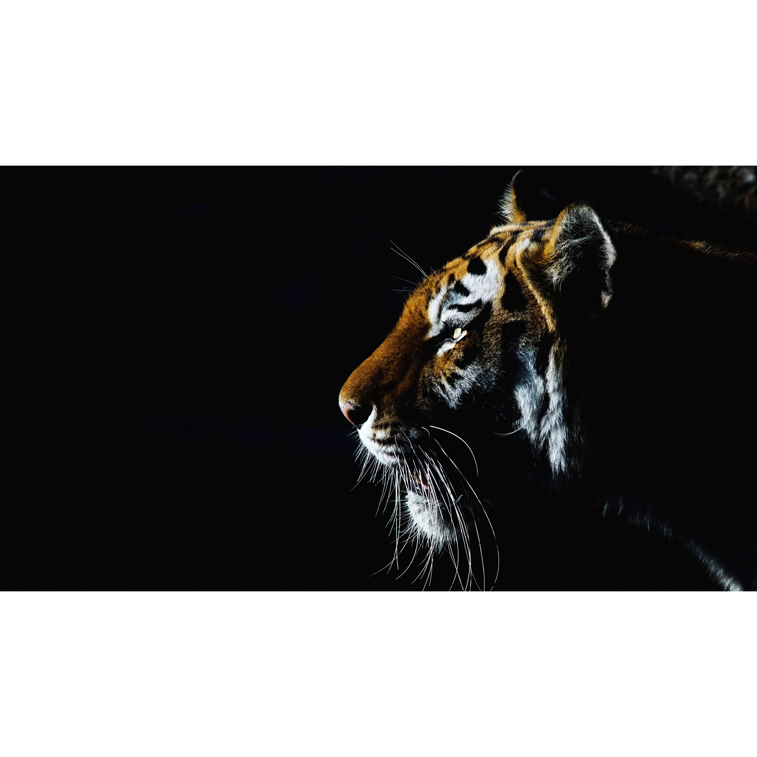 تابلو شاسی طرح ببر مدل T7862