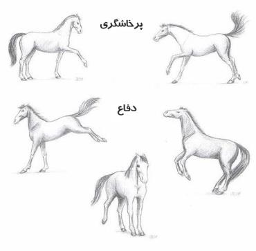 پاورپوینت رفتار شناسی اسب
