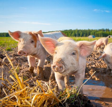 خرید و دانلود عکس Farming کد 15805 | پیک فاکس | Pic Fox