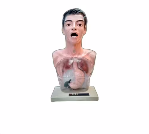 مولاژ آموزشی سوند گذاری معده (لاواژ و گاواژ)