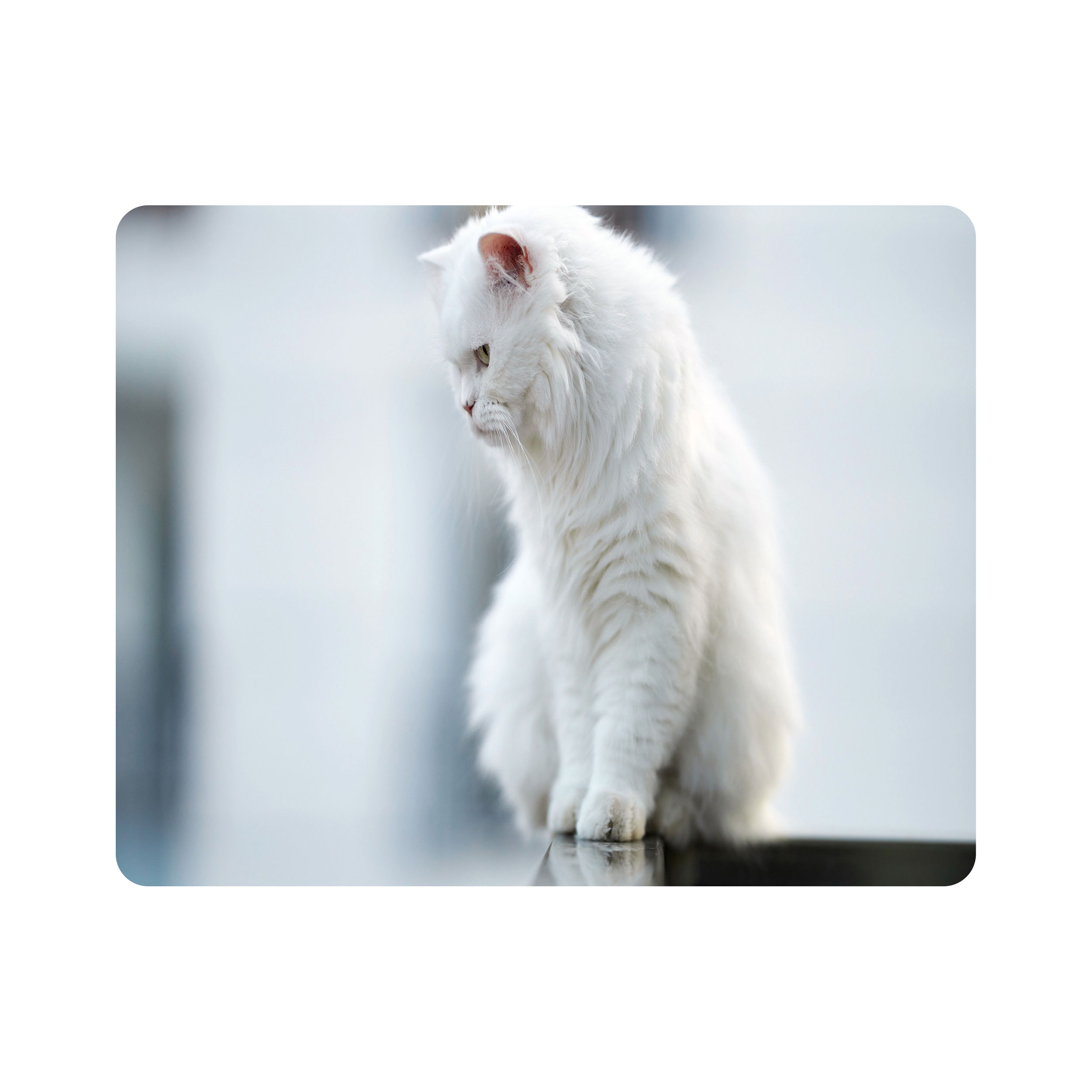 ماوس پد اطلس آبی طرح گربه مدل T7754