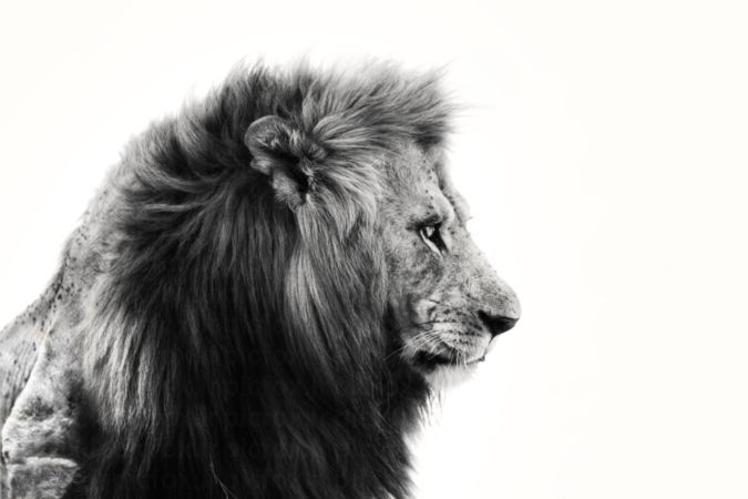 خرید و دانلود عکس Portrait of the legendary Lion کد 41599 | پیک فاکس | Pic Fox