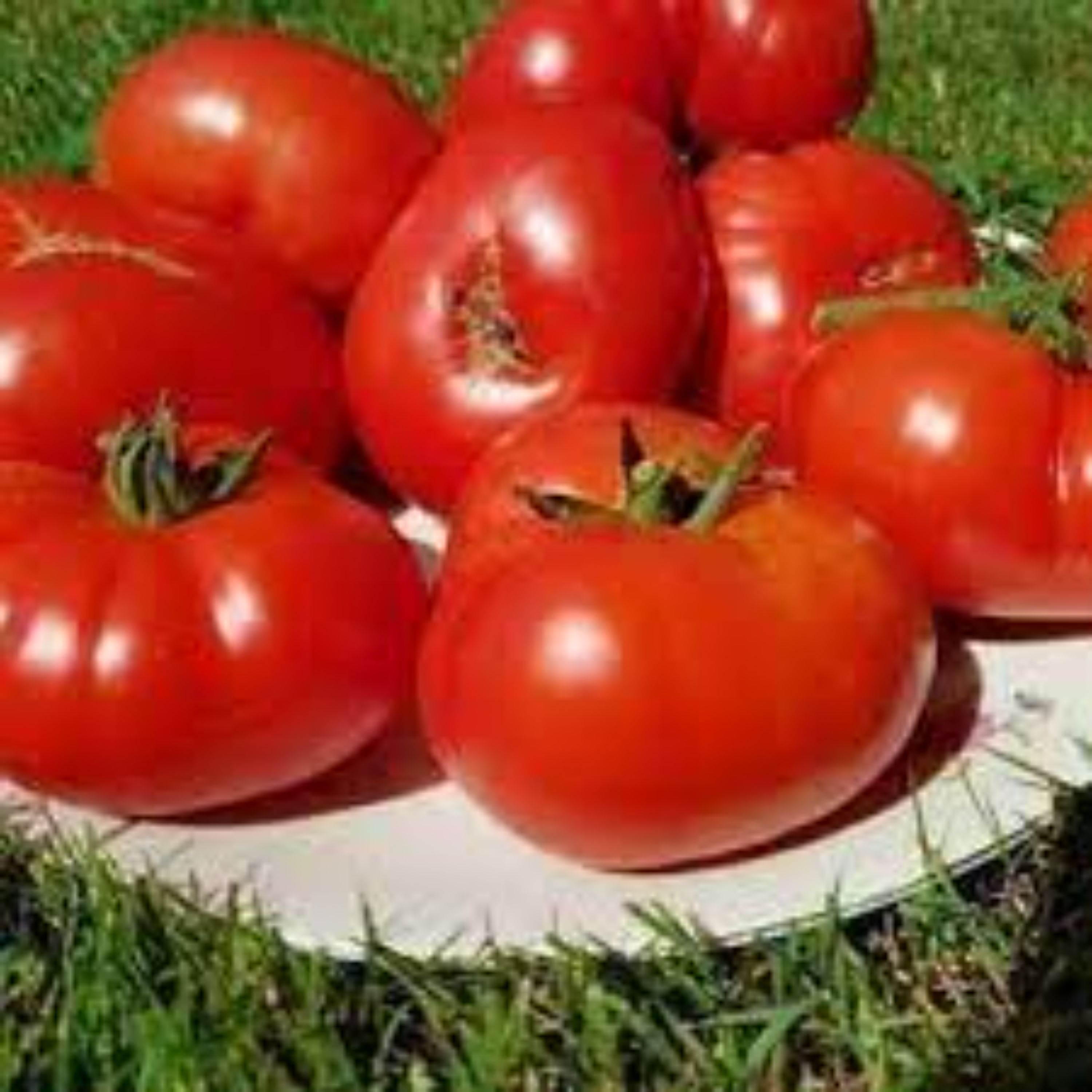بذر گوجه فرنگی موچامیل قرمز 5عددی
