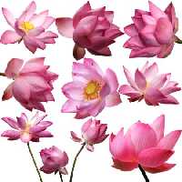 خرید و دانلود عکس Flower-Part-5 کد 18057 | پیک فاکس | Pic Fox