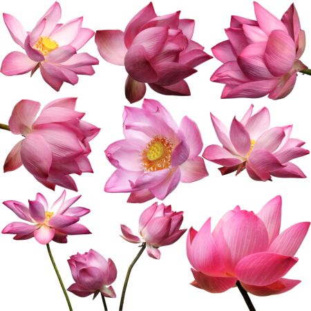 خرید و دانلود عکس Flower-Part-5 کد 18057 | پیک فاکس | Pic Fox