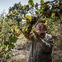 فندق خام امسالی شهریور 1401 با پوست سخت دیلمان گیلان 5 کیلویی