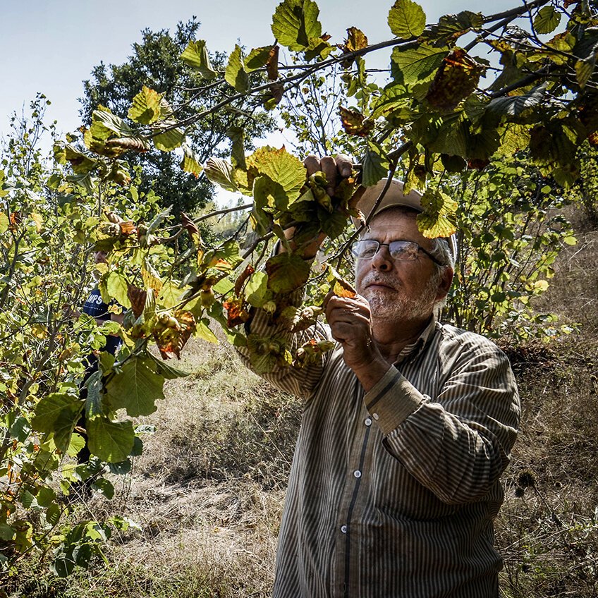 فندق خام امسالی شهریور 1401 با پوست سخت دیلمان گیلان 5 کیلویی