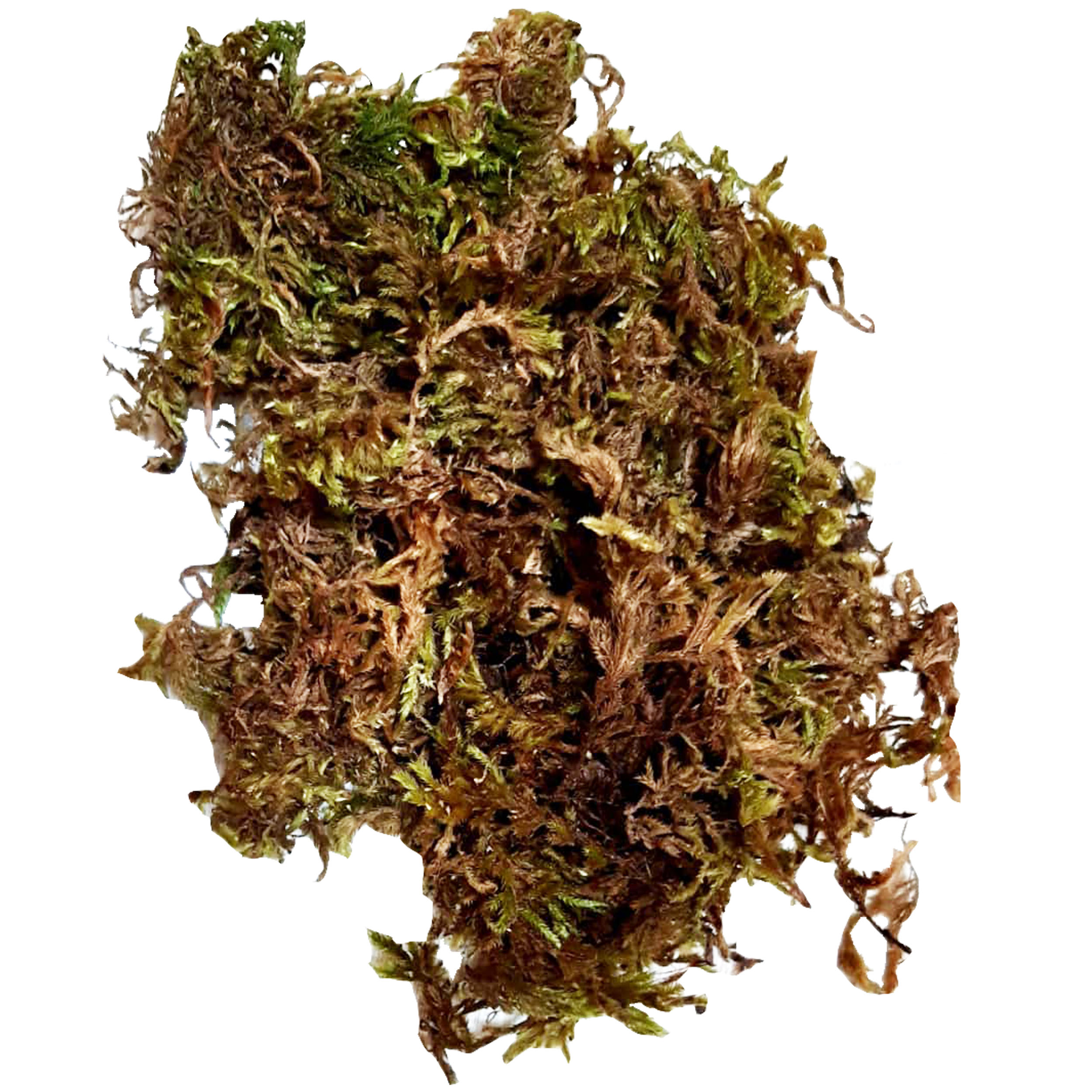 خزه گلدان کد S.A.M143 وزن 50 گرم