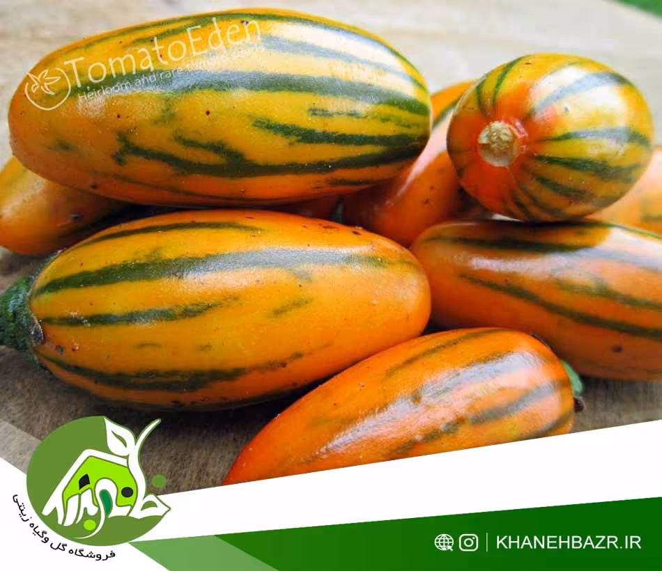 بذر بادمجان توگا - خانه بذر | فروشگاه بذر وارداتی گل و گیاه زینتی 1404