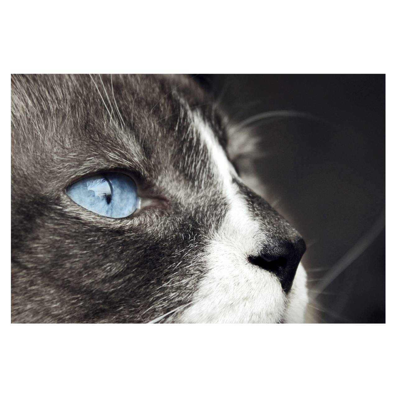 تابلو شاسی طرح گربه کد 0280