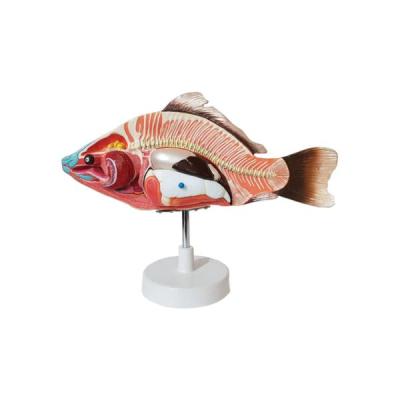 بازی آموزشی طرح مولاژ ماهی مدل ASM50