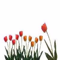 خرید و دانلود عکس IranBCS کد 28284 | پیک فاکس | Pic Fox