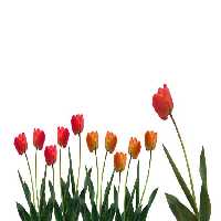 خرید و دانلود عکس IranBCS کد 28284 | پیک فاکس | Pic Fox