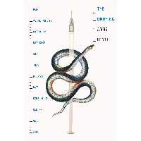 کتاب The Undying اثر Anne Boyer انتشارات Macmillan Publishers