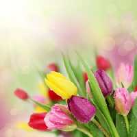 خرید و دانلود عکس Flower-Part-2 کد 17724 | پیک فاکس | Pic Fox