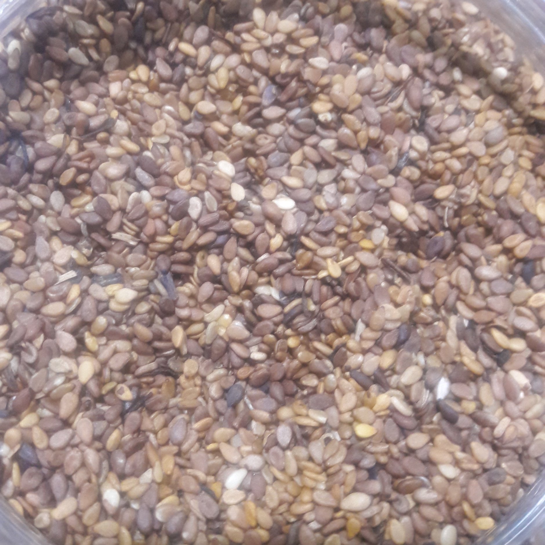 کنجد قهوه ای شسته شده تمیز