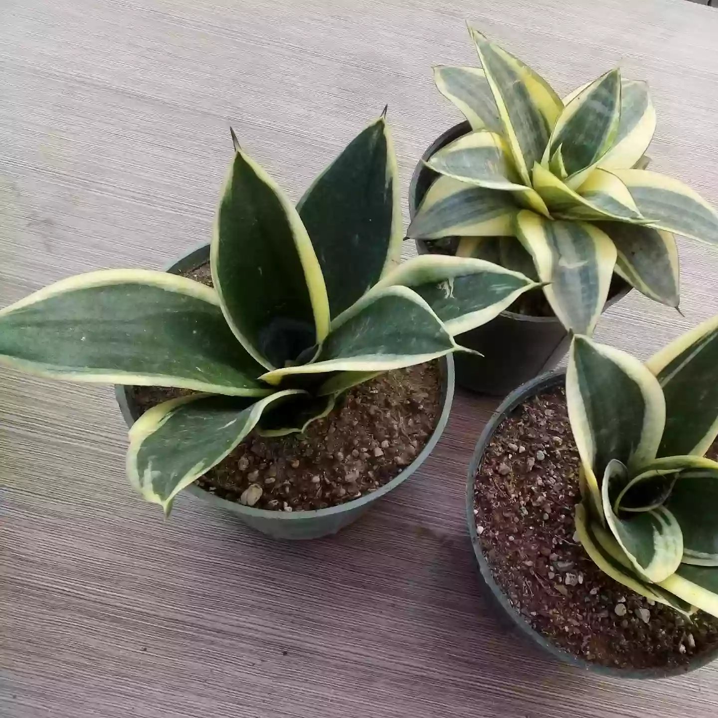 سانسوریا بلک گلد