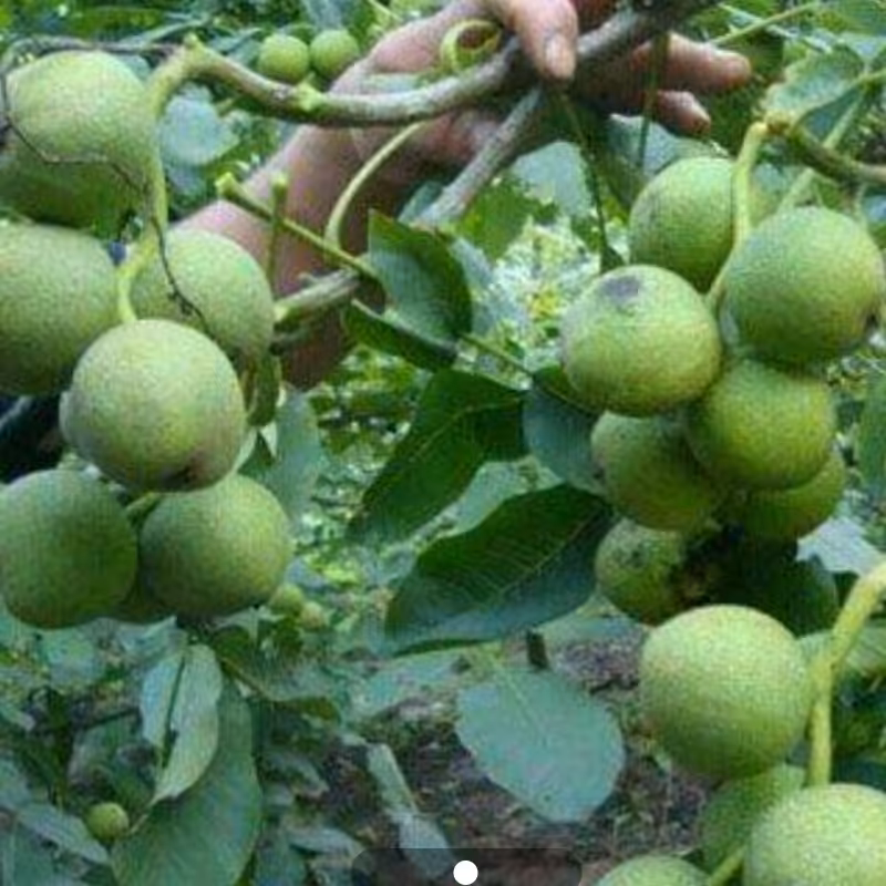 نهال گردو خوشه ای اسرائیلی دیرگل 2 ساله

