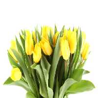 خرید و دانلود عکس Flower-Part-2 کد 17762 | پیک فاکس | Pic Fox