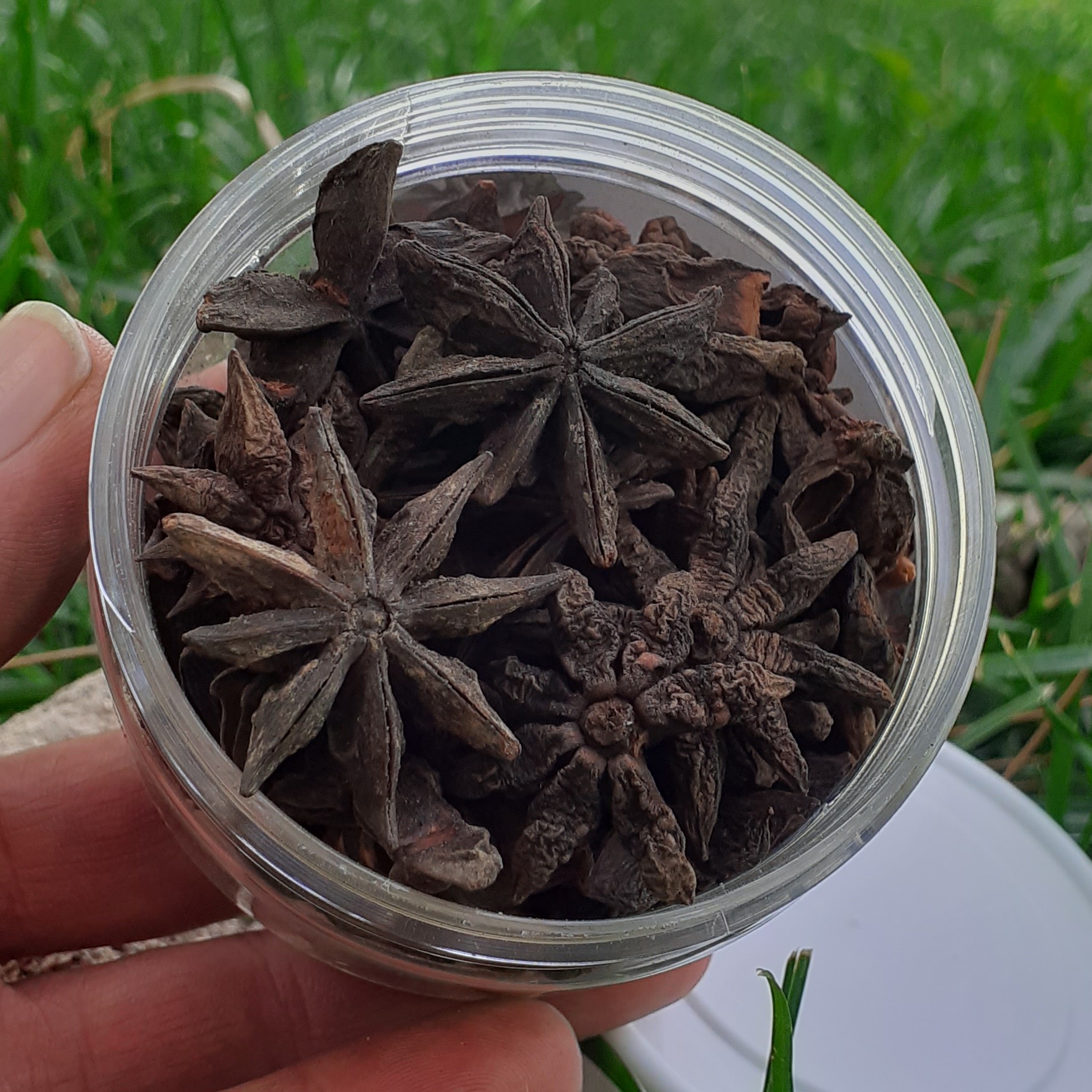 بادیان ستاره ای 50 گرمی