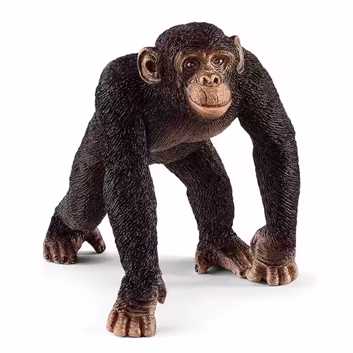 فیگور مدل Chimpanzee male کد 14817 | چاوه