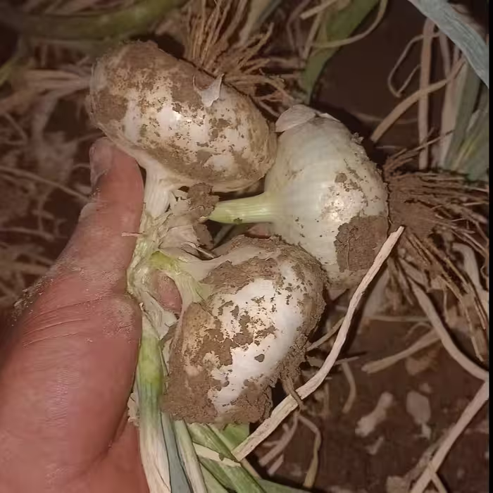 بذر پیاز  سفید در بسته بندی(10 گرمی)