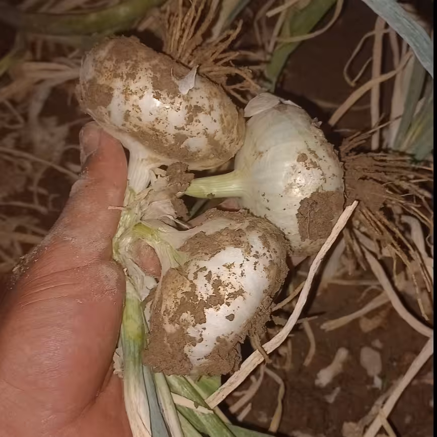 بذر پیاز  سفید در بسته بندی(10 گرمی)