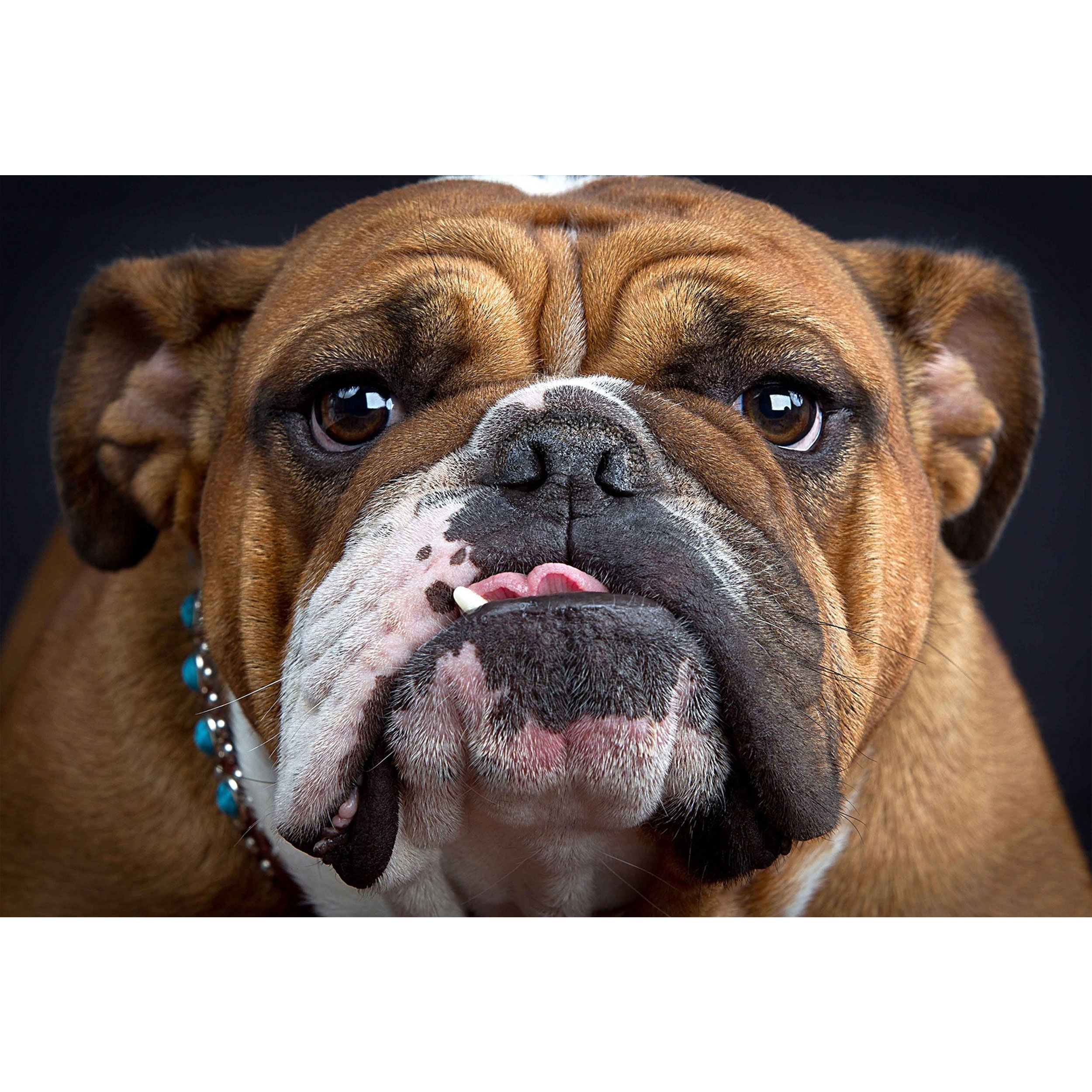 تابلو شاسی طرح سگ پیت بول مدل T1486