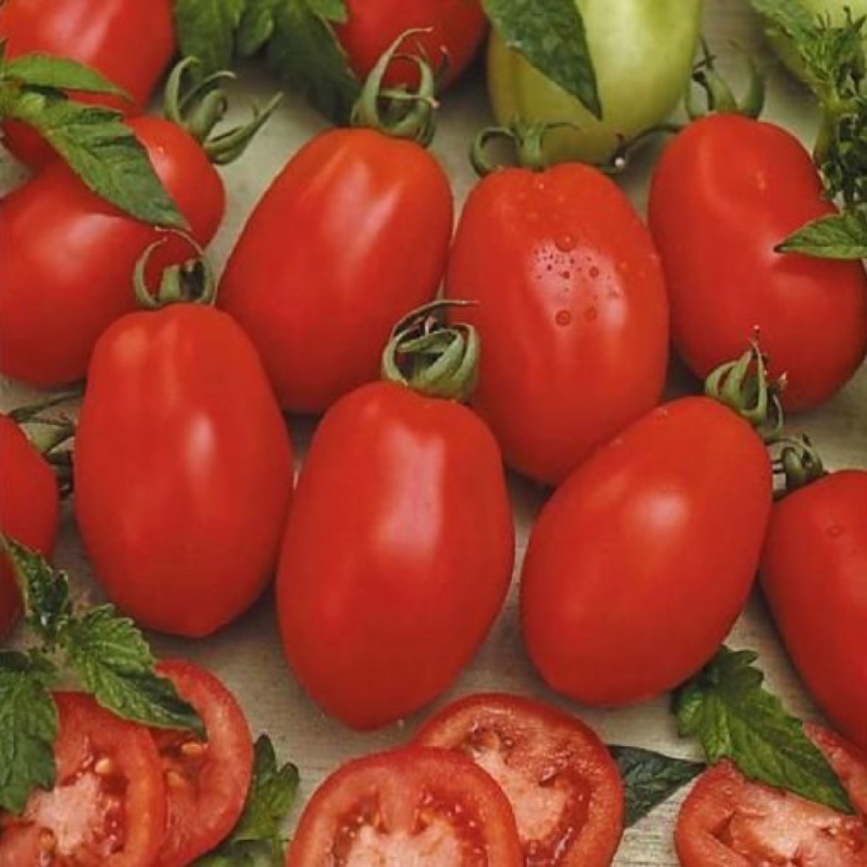 بذر گوجه فرنگی ریوگراند بسته 50 عددی