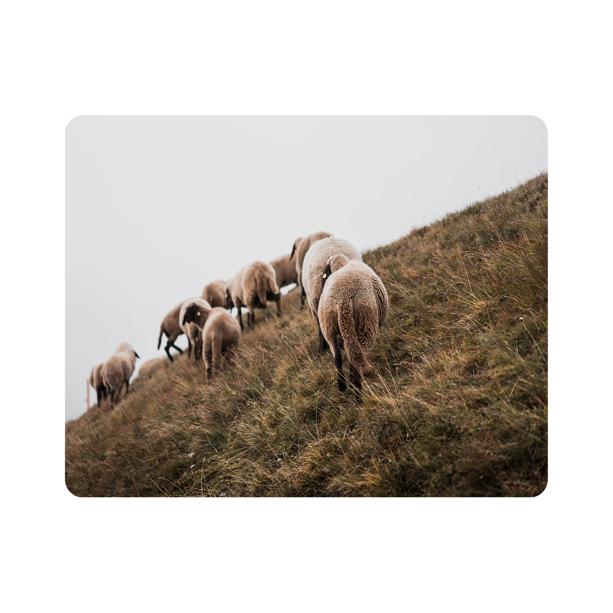 ماوس پد اطلس آبی طرح چراگاه گوسفند مدل T1775