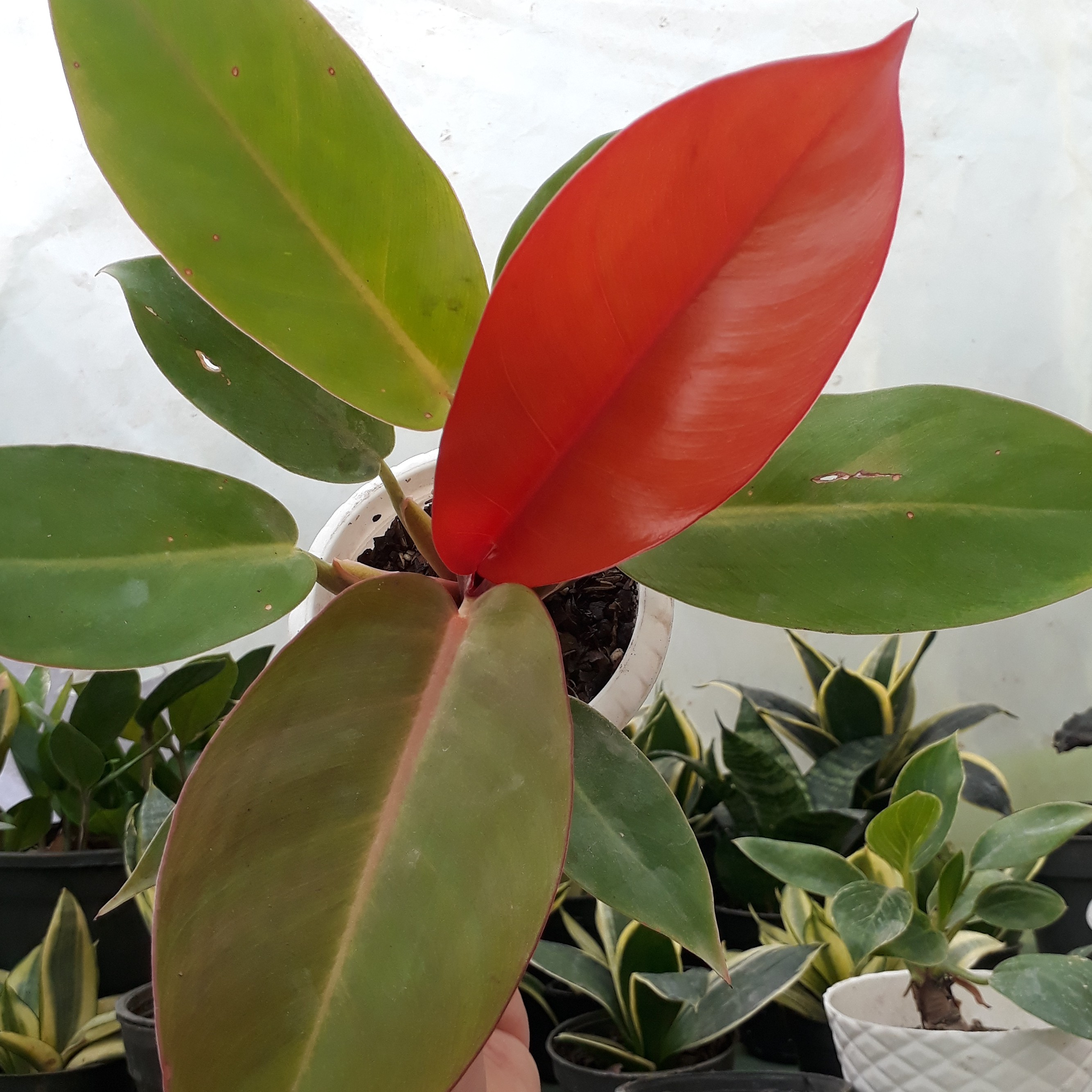 فیلدندرون پرتقالی سایز 10 با گلدون سفید