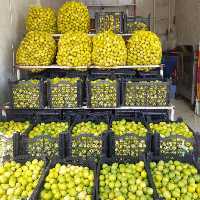 ابلیمو تازه وطبیعی وعمده جهرم 100کیلو ارسال پس کرایه به شرط مرجوع با هزینه فروشنده