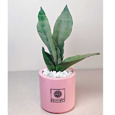 گیاه طبیعی سانسوریا مهتابی گل گیفت کد GP004 