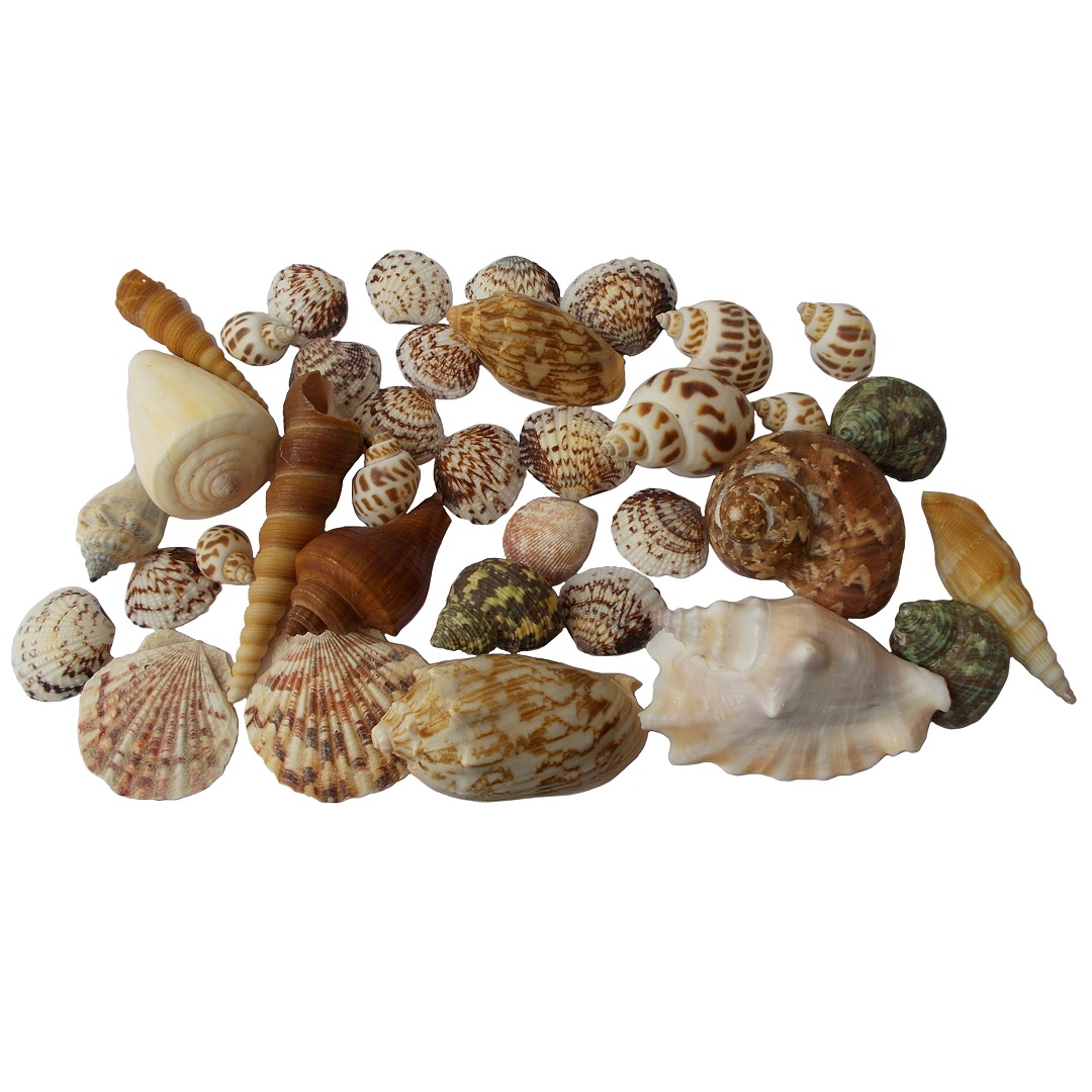 صدف تزئینی مدل RS496 مجموعه 35 عددی 