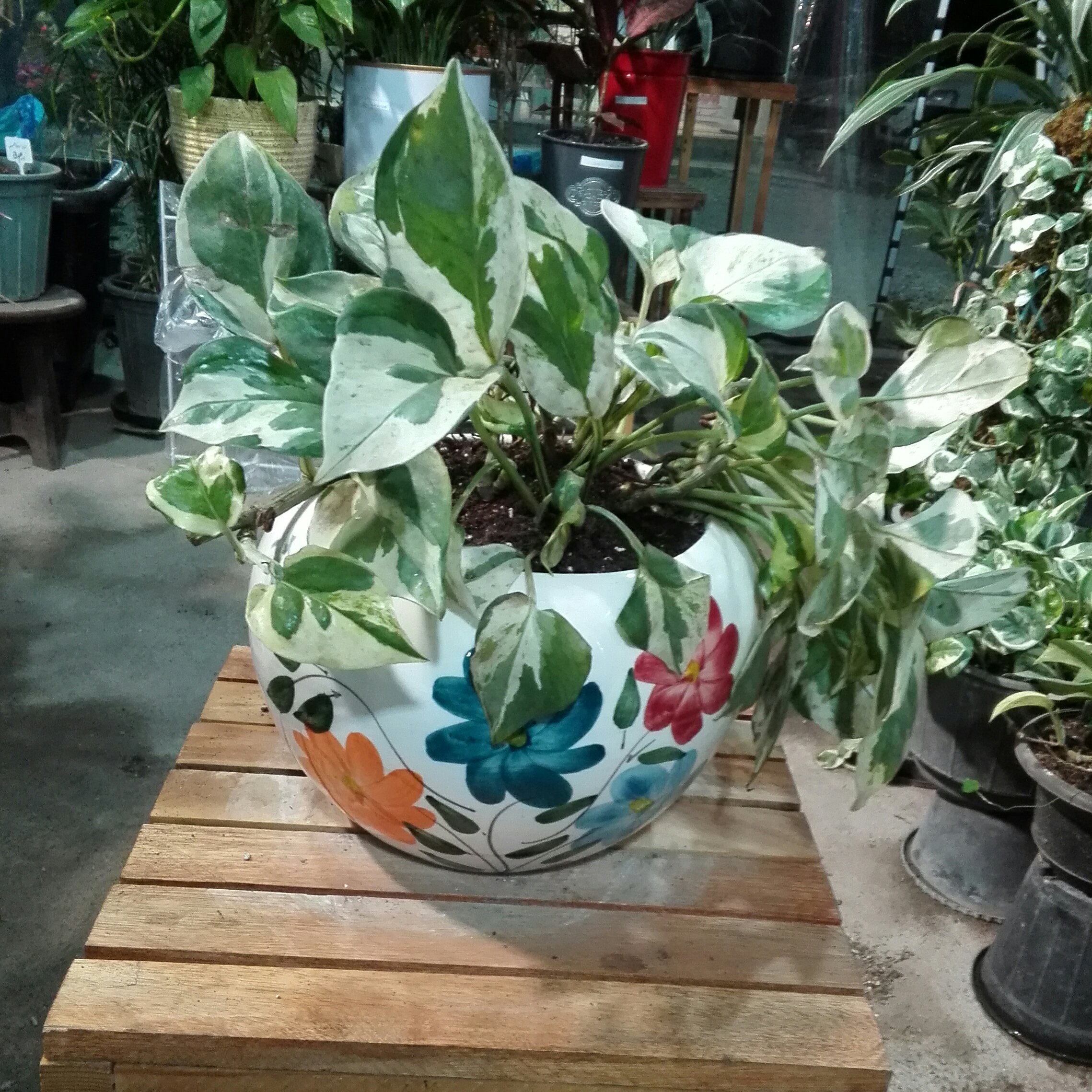 پتوس ارتشی متوسط
سایز متوسط، سرحال و ریشه دار، بدون گلدان، رنگ سبز و سفید (پس کرایه)