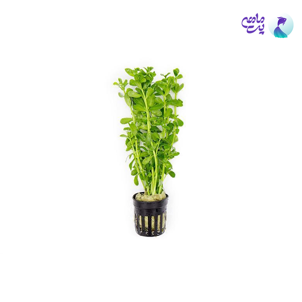 گیاه آکواریومی باکوپا (گلدانی)