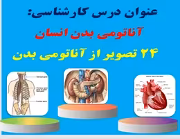 پاورپوینت درس کارشناسی آناتومی بدن انسان 24 تصویر از آناتومی بدن همراه با توضیحات