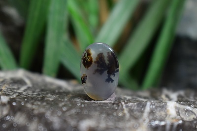 عقیق شجر برزیل