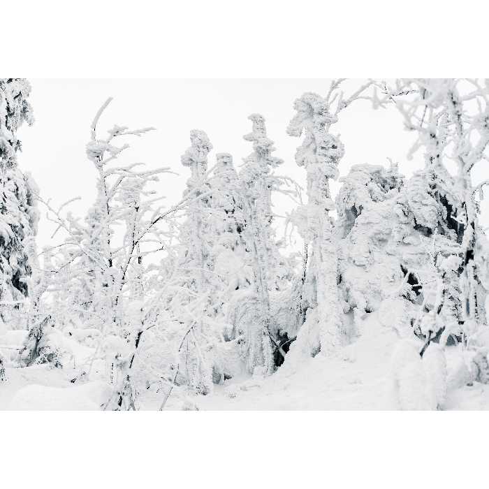 تابلو شاسی طرح طرح منظره زمستان برف و درخت مدل T1911