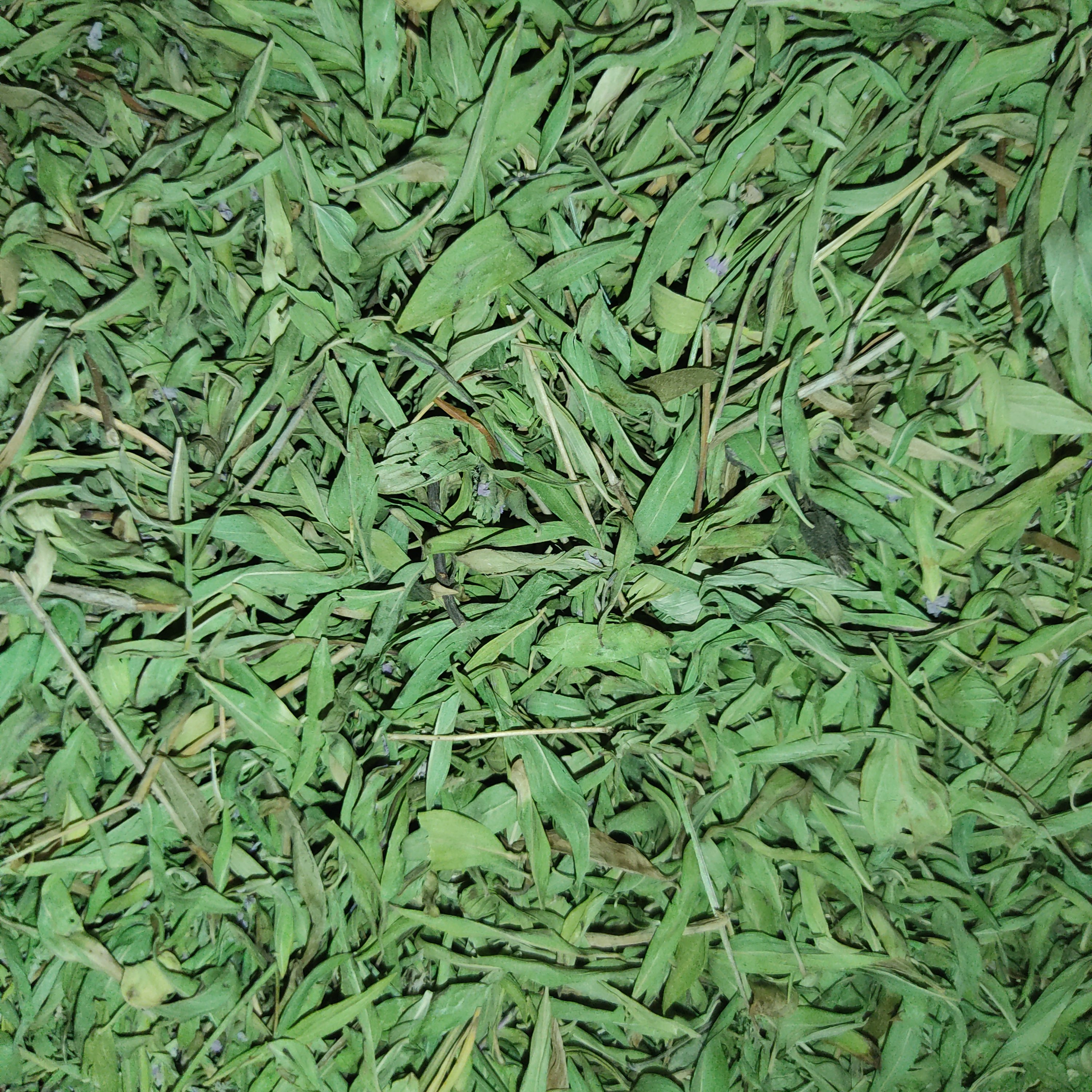 کاکوتی برگ درجه یک 500 گرمی