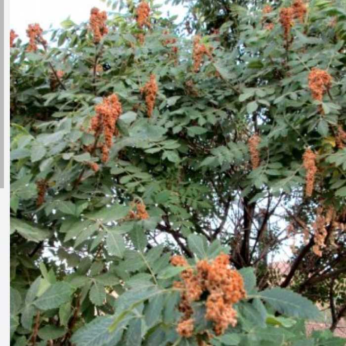 سماق کوهی کردستان