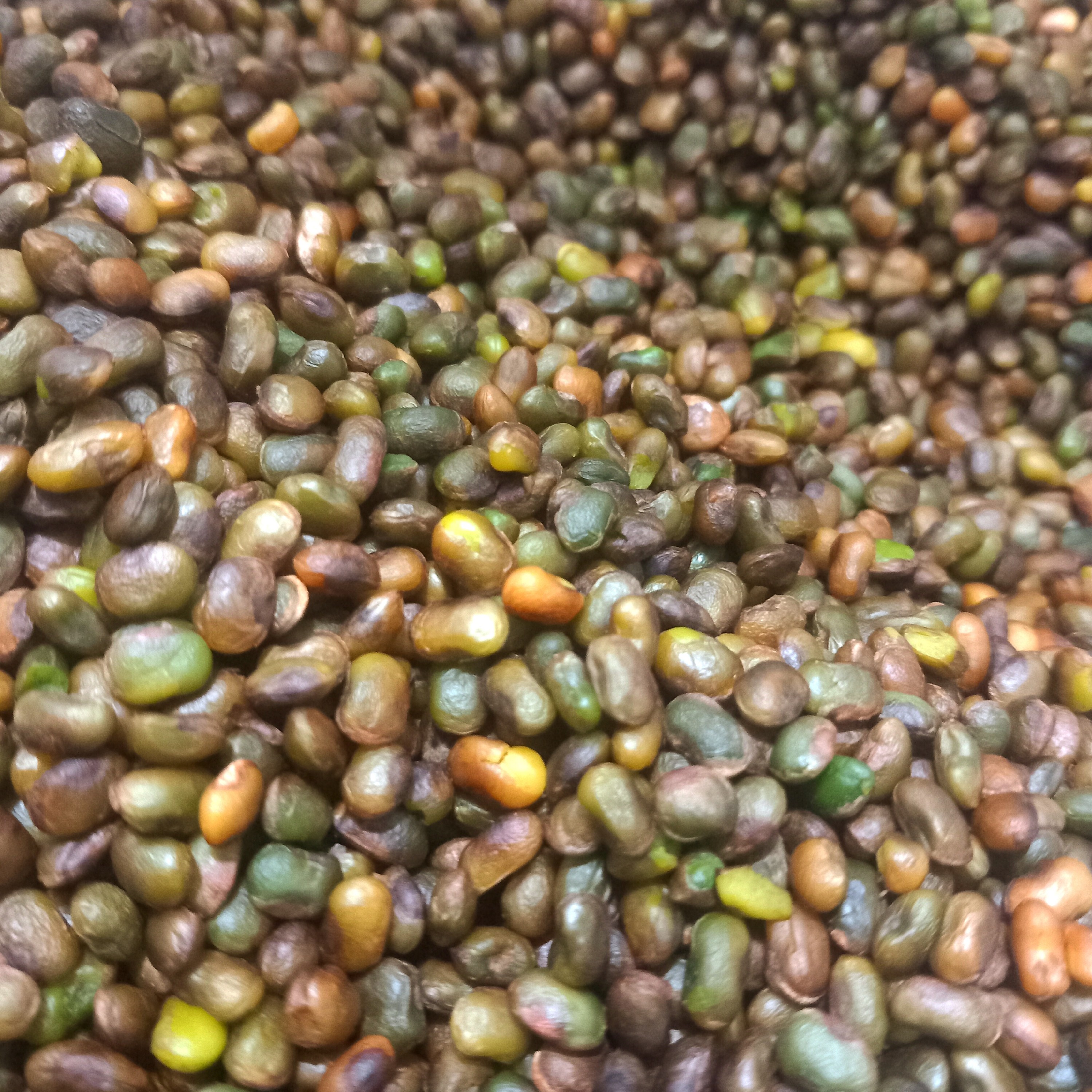 مغز بنه پسته کوهی (تازه روزشکن مستقیم از کارگاه)- 1 کیلویی